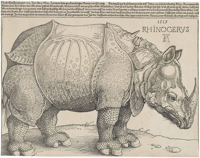 2020 05 03 rhinoduerer